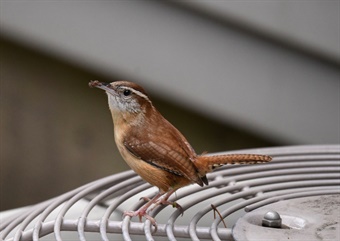 DAH-ANHC-Carolina-wren-Patrick-Solomon Carolina wren