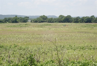 Cherokee Prairie plant survey Plant survey at Cherokee Prairie