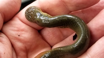 DAH-ANHC-Chestnut-Lamprey-Latch Chestnut Lamprey latched on