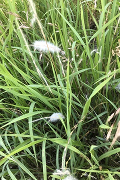 Cogongrass closeup A Gifford Cogongrass closeup A Gifford