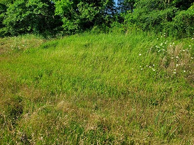 Cogongrass by Charles Bryson Cogongrass by Charles Bryson