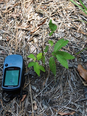 DAH-ANHC-CPNA-pondberry Pondberry plant