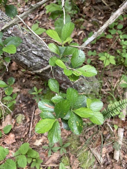 DAH ANHC Crataegus uniflora_Witsell Dwarf hawthorn