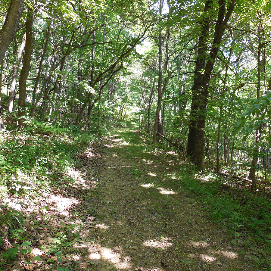 Developed Trails vs. Natural Trails