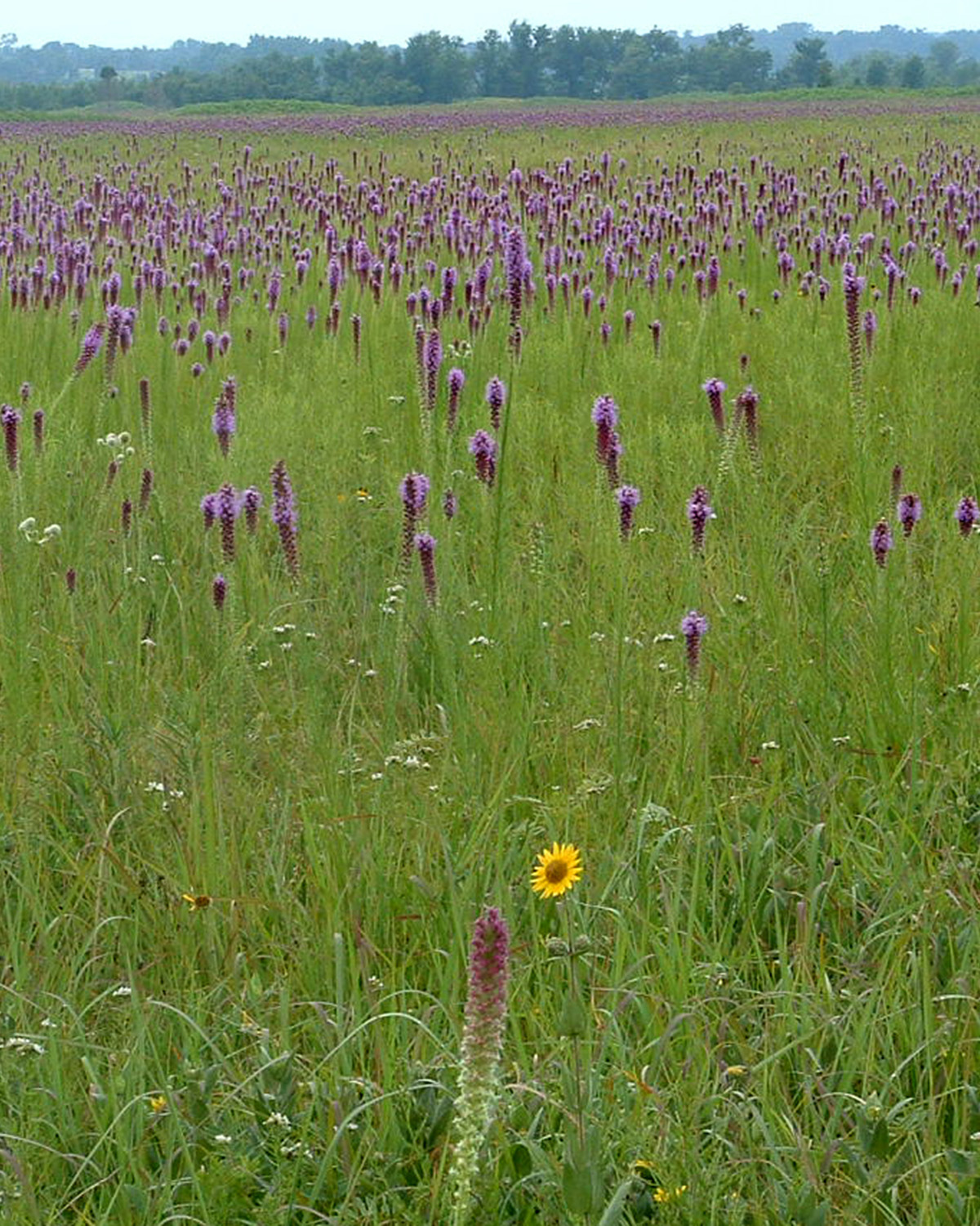 Prairies, Glades, and Barrens: Rare Habitats for Rare Species Prairies, Glades, and Barrens: Rare Habitats for Rare Species