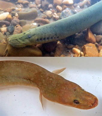 DAH-ANHC-Lamprey-vs-Eel Lamprey and eel