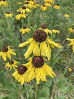 DAH ANHC Large Coneflower_Witsell Large Coneflower Grand Prairie