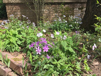 DAH-ANHC-Mesic-Forest-Bed-blog-Witsell mesic forest bed