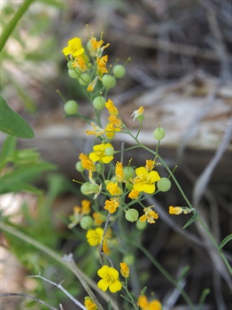 MO Bladderpod Brent Baker Brent Baker MO Bladderpod