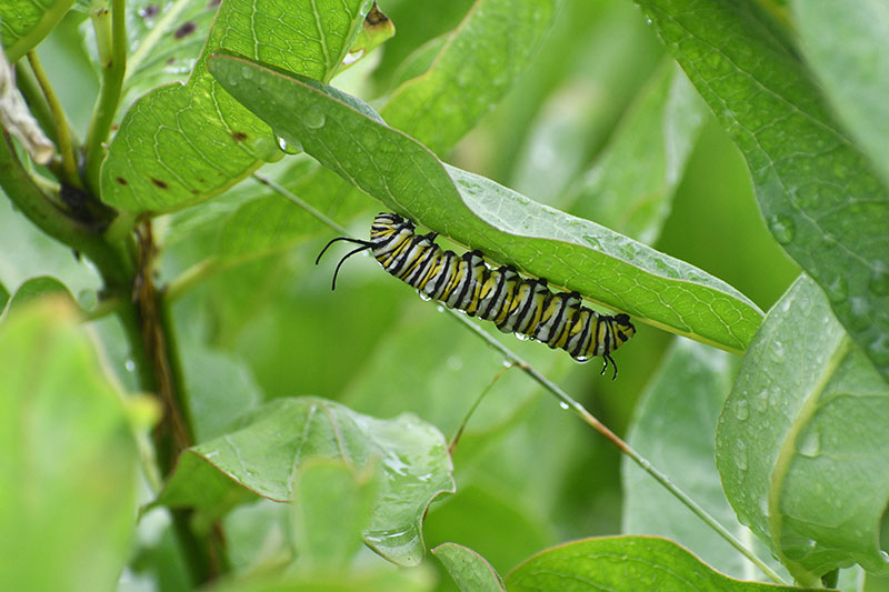 Monarch caterpillar on green milkweed by Leslie Cooper