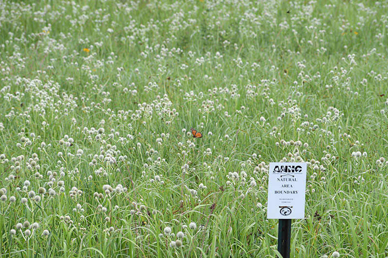 Monarch at Railroad Prairie Natural Area by Leslie Cooper