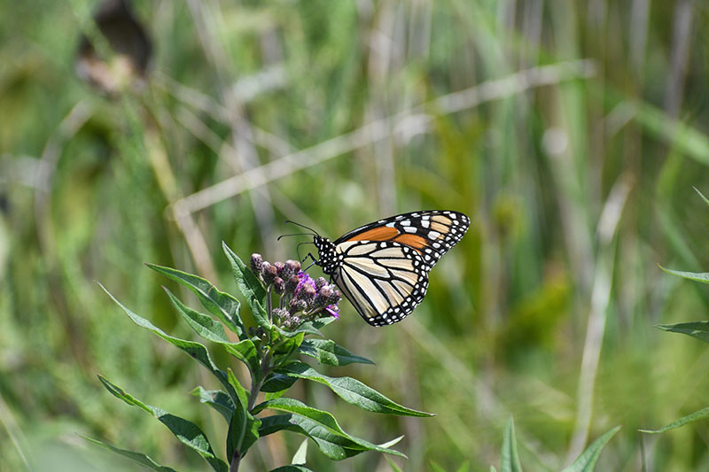 Monarch western ironweed by Leslie Cooper