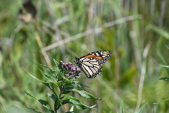 Native Gardening Guide