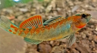 DAH-ANHC-Ozark-Darter-Lynch Etheosotma sp cf spectabile Ozark Darter
