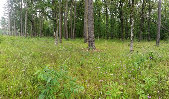 DAH-ANHC-Pine-City-Natural-Area-2018-06-01-web Pine City NA