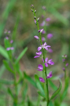 DAH-ANHC-Polygala-polygama_Eric-Hunt Racemed milkwort Photo by Eric Hunt