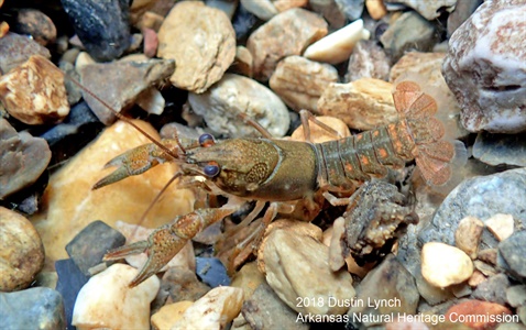 Exploring the Crayfish Diversity Within the Arkansas System of Natural Areas