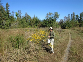 DAH-ANHC-roadside-seed-collecting Collecting seed on roadside