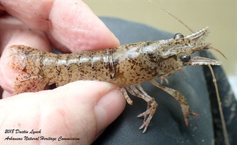 DAH-ANHC-Shrimp-Crayfish-Dustin-Lynch Shrimp Crayfish Dustin Lynch