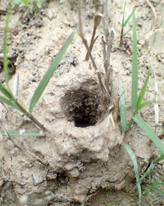 Secret Lives and Remarkable Diversity of Arkansas's Burrowing Crayfish