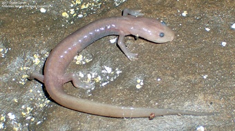 Southern Grotto Salamander Dustin Lynch