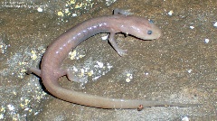 Southern Grotto Salamander Dustin Lynch