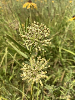 DAH ANHC Tall Green Milkweed_Witsell Tall Green Milkweed Grand Prairie Quail Forever