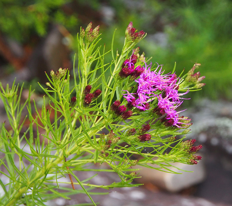 Vernonia lettermannii
