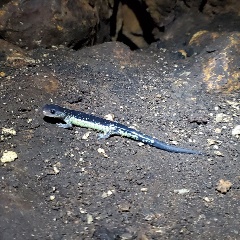 Western slimy salamander Plethodon albagula