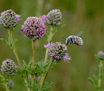 DAH-ANHC-white-clothed-longhorn-purple-prairie-clover-blog-Renn-Tumlison White clothed longhorn bee