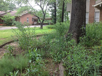 DAH-ANHC-Woodland-Bed-Witsell woodland bed