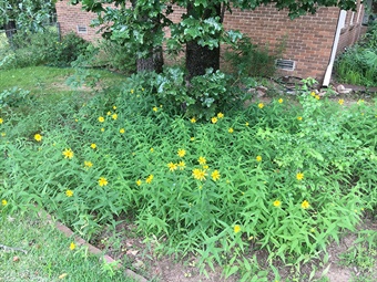 DAH-ANHC-Woodland-sunflower-Witsell sunflower bed