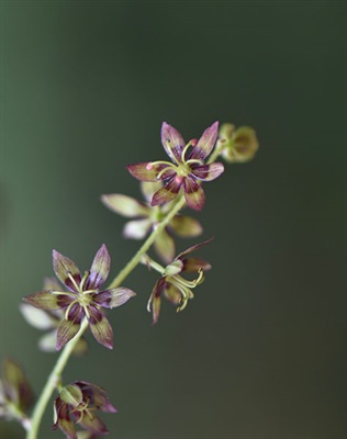 DAH-ANHC-Woods-bunchflower-Cheryl-Hall bunchflower Cheryl Hall