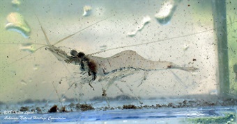 DAH-ANHC_Mississippi-Grass-Shrimp2-Dustin-Lynch Mississippi Grass Shrimp Dustin Lynch