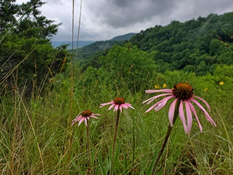 Devils Knob Devils Backbone Natural Area 50th Staff Devils Knob Devils Backbone Natural Area