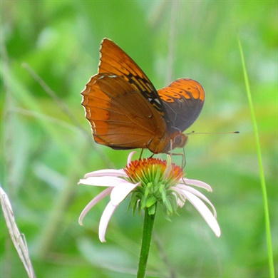 35 species of butterflies identified at Stone Road Glade Natural Area