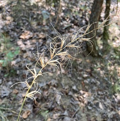 Elymus-churchii-Theo-Witsell-enews Church's Wild Rye