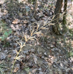 Church's Wild Rye