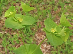 Euphorbia-ouachitana-Jim-Keesling-enews Ouachita Spurge