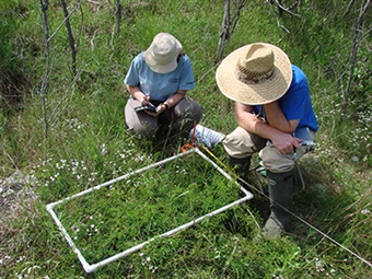 field survey