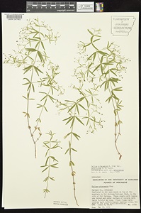 Galium-arkansanum-pubiflorum-UARK-Herbarium-enews Hairy-flower Arkansas Bedstraw