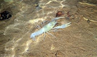 Hell-Creek-Cave-Crayfish-DLynch-enews Blind crayfish