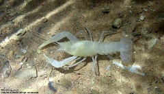 Hell Creek Cave Crayfish cave survey