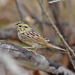 Henslows sparrow Robert Herron Robert Herron Henslows sparrow