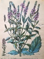 Hoary Vervain