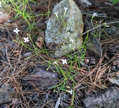 Houstonia-ouachitana-Joseph-Aubert-enews Ouachita Bluet