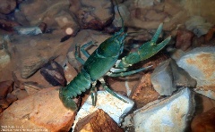 Hubbs Crayfish Hell Creek Hubbs' Crayfish