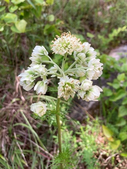 Hymenopappus scabiosaeus 1_Witsell Old-plainsman