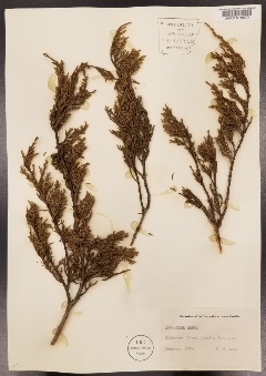 University of Arkansas Herbarium