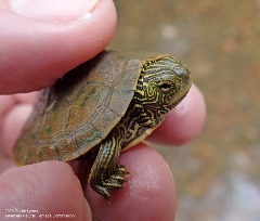 Juvenile Northern Map Turtle Graptemys geographica 2023 AEGIS Wet n Wild turtle at AEGIS camp
